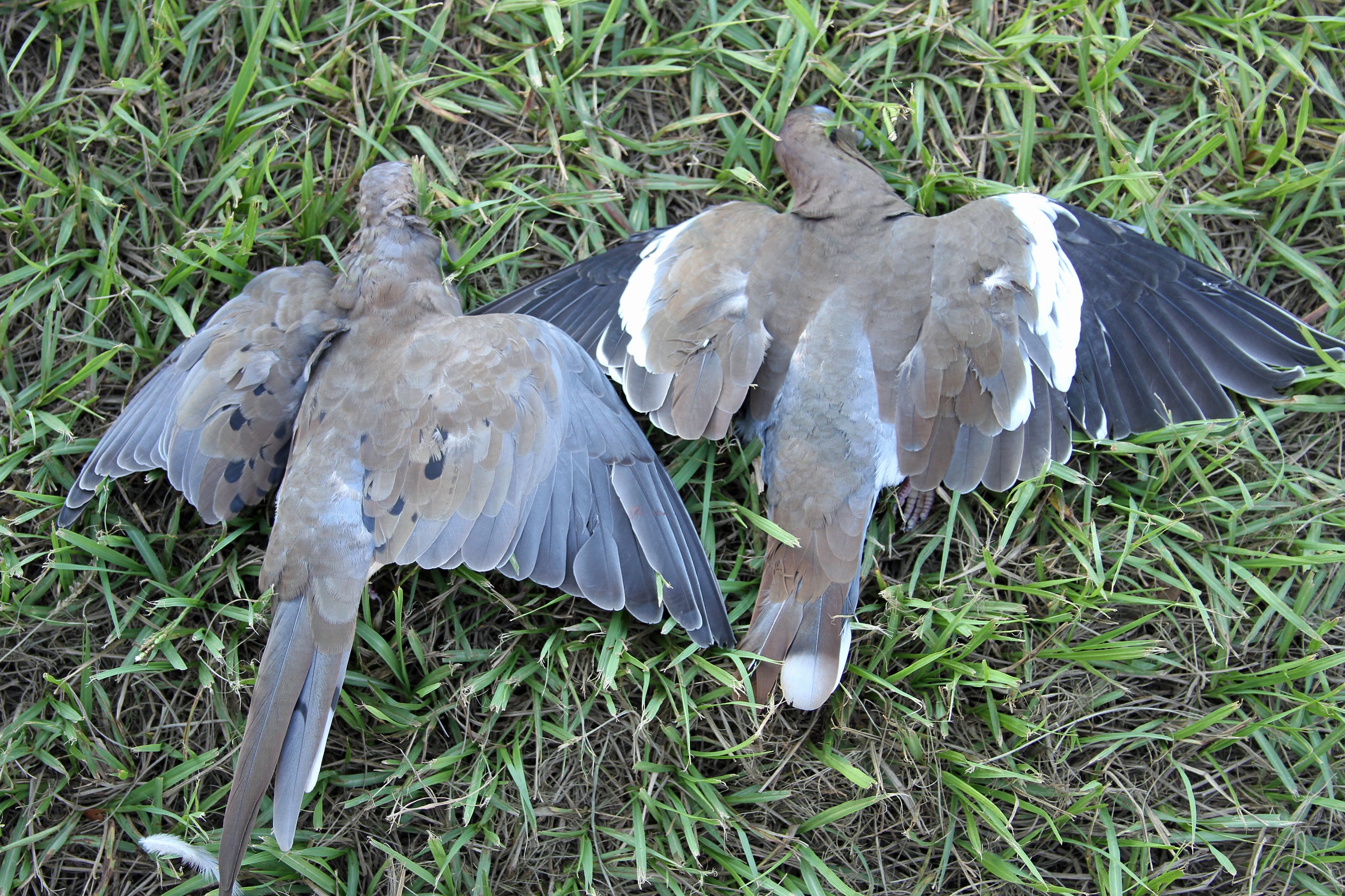 Alabama WFF Adding DoveHunting Opportunities Outdoor Alabama